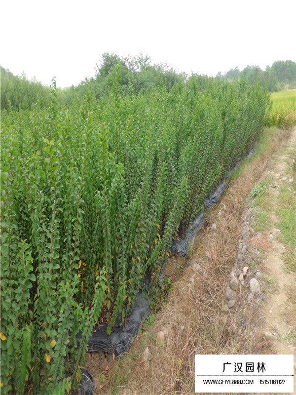 速生紫薇簡介(圖1)