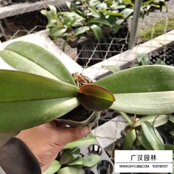 蝴蝶蘭介紹(圖1)