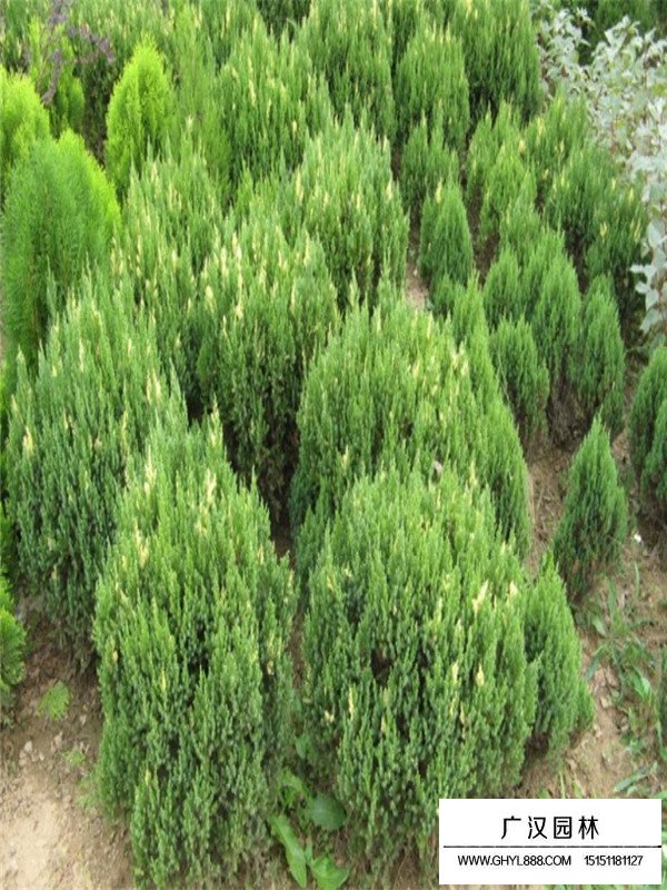 花柏球介紹(圖1)