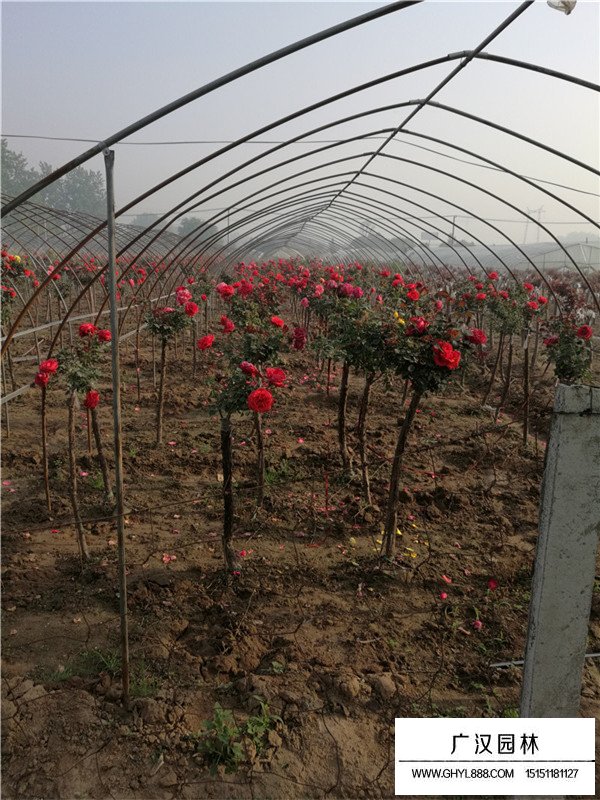 樹(shù)狀月季簡(jiǎn)介(圖1)