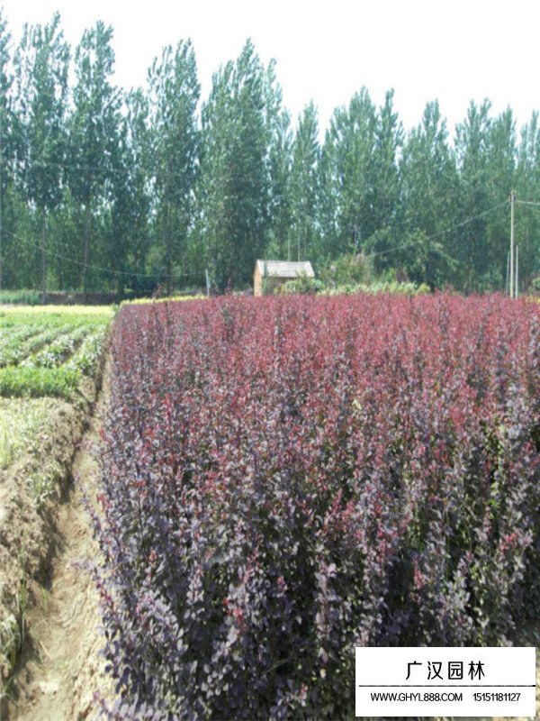 紫葉小檗價格(圖1)