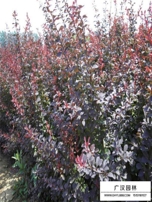 紫葉小檗價格(圖3)