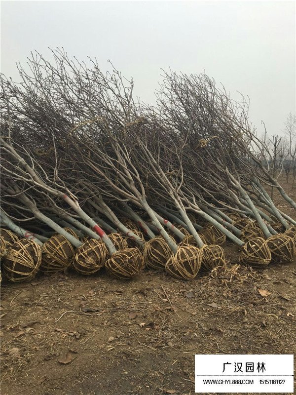 紫玉蘭怎么嫁接(圖3)