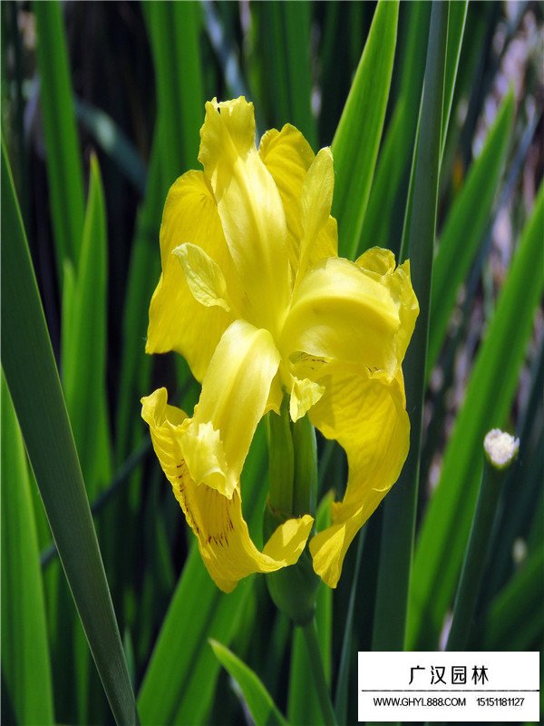 黃菖蒲簡介(圖3)