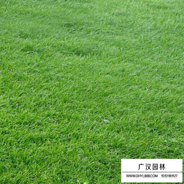 黑麥草是草坪嗎(圖1)