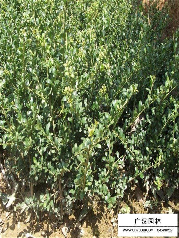 龜甲冬青簡介(圖1)