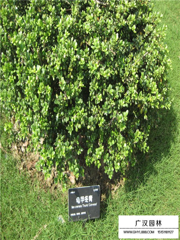 龜甲冬青簡介(圖3)