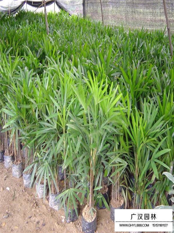 棕竹介紹(圖3)