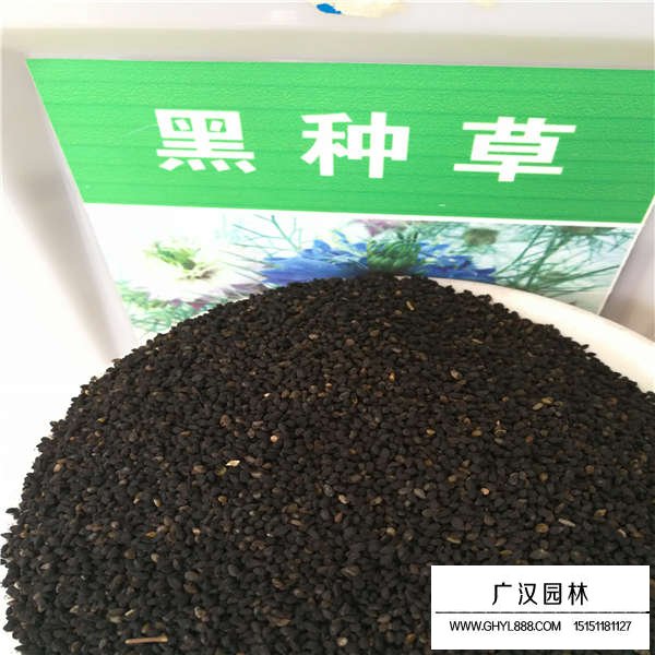黑種草種子多少錢一斤(圖1)