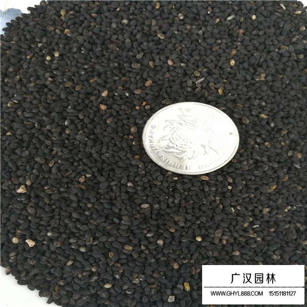 黑種草種子多少錢一斤(圖3)