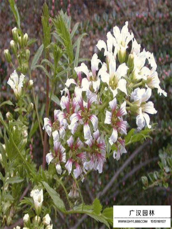 金銀木簡介(圖3)