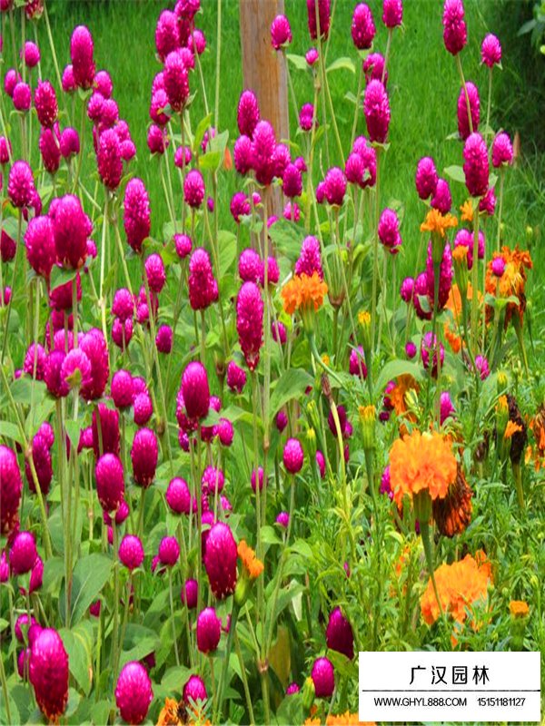 千日紅有種子嗎(圖3)