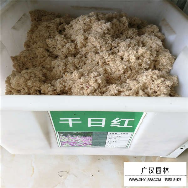 千日紅種子多少錢一斤(圖1)