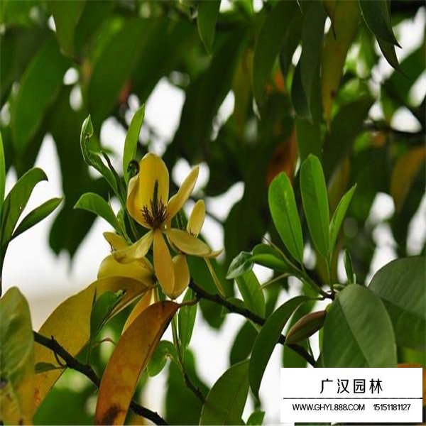 樂昌含笑簡介(圖1)