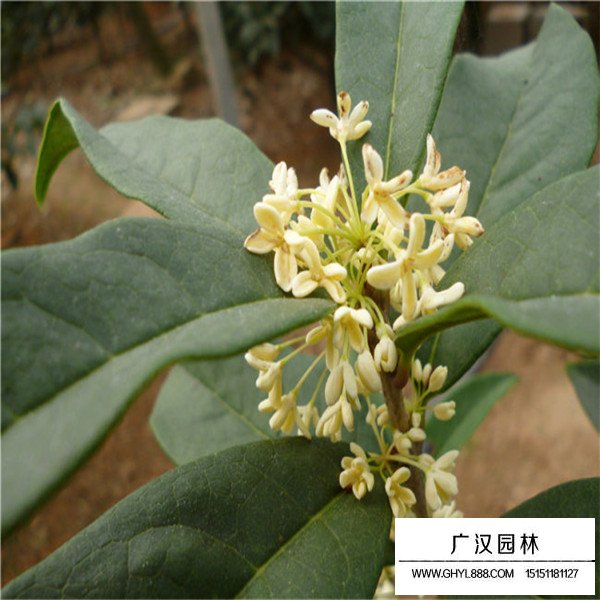 日香桂簡(jiǎn)介(圖1)