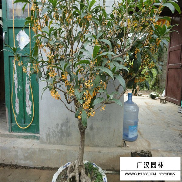 園林澆水方法(圖3)