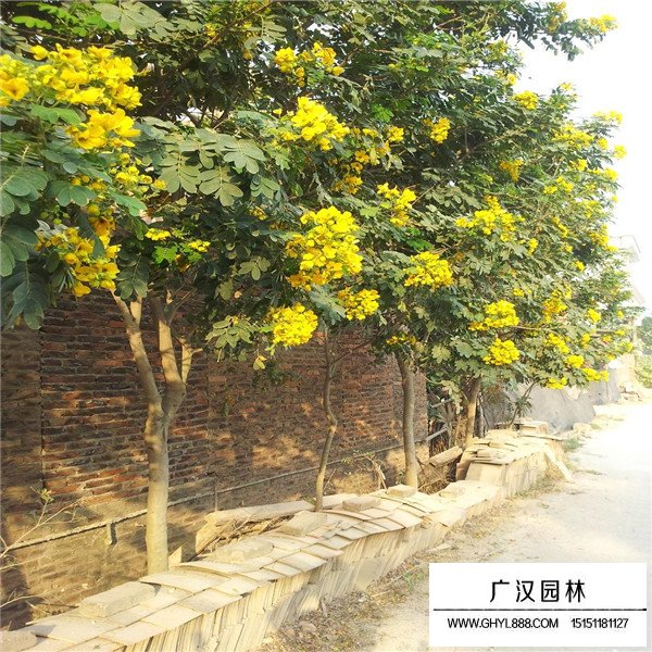 黃花槐介紹(圖1)