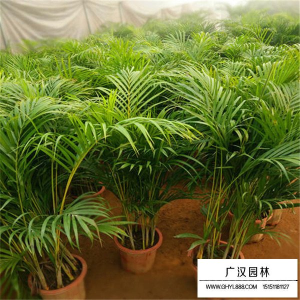 散尾葵介紹(圖4)