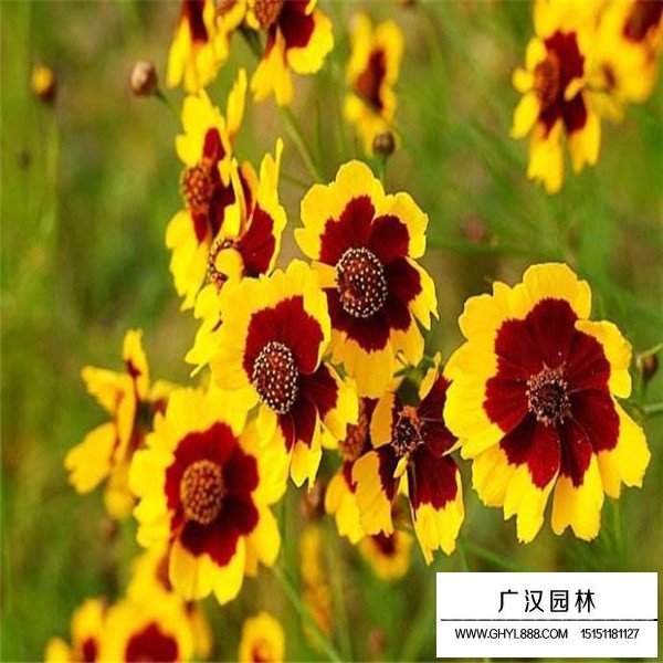 蛇目菊產(chǎn)地在哪里(圖1)