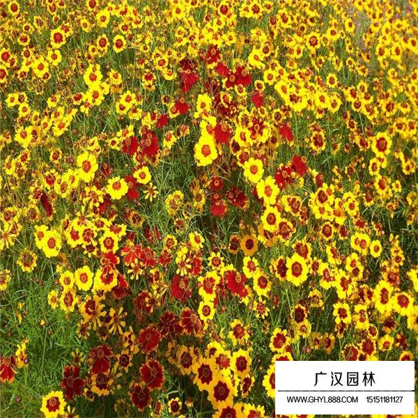 蛇目菊產(chǎn)地在哪里(圖3)