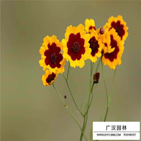 蛇目菊種子多少錢一斤(圖2)