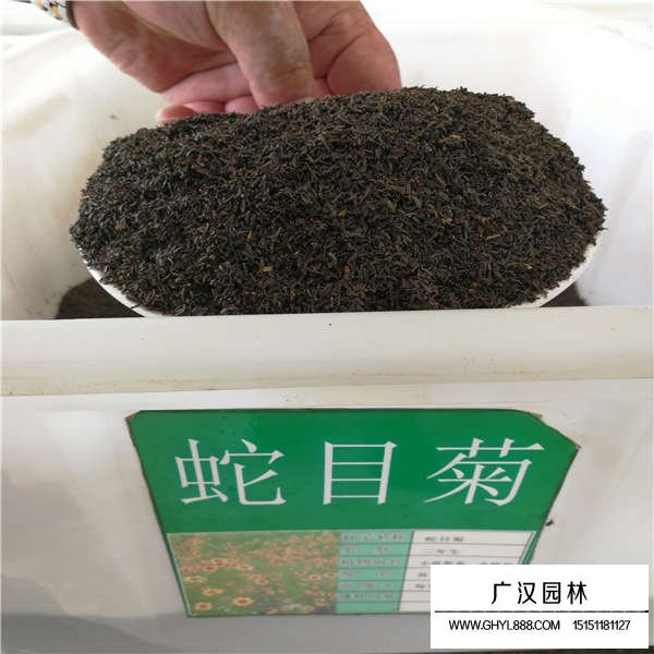 蛇目菊種子多少錢一斤(圖1)