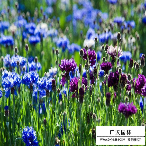 矢車菊產(chǎn)地在哪里(圖1)