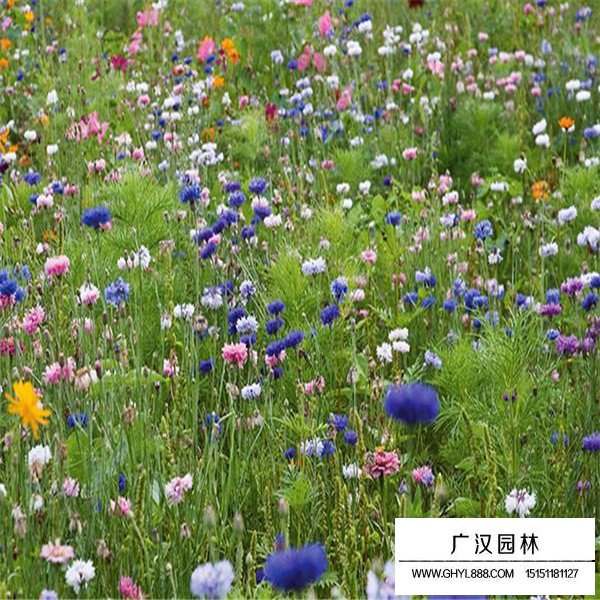 矢車菊產(chǎn)地在哪里(圖2)