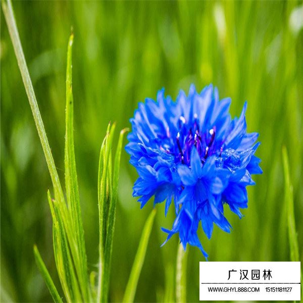 矢車菊產(chǎn)地在哪里(圖3)