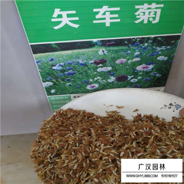 矢車菊種子多少錢一斤(圖1)