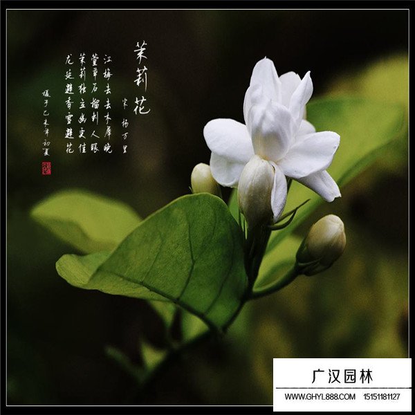 茉莉花(圖3)