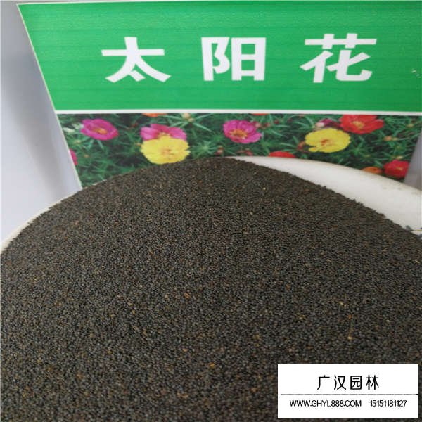 太陽(yáng)花種子多少錢一斤(圖1)