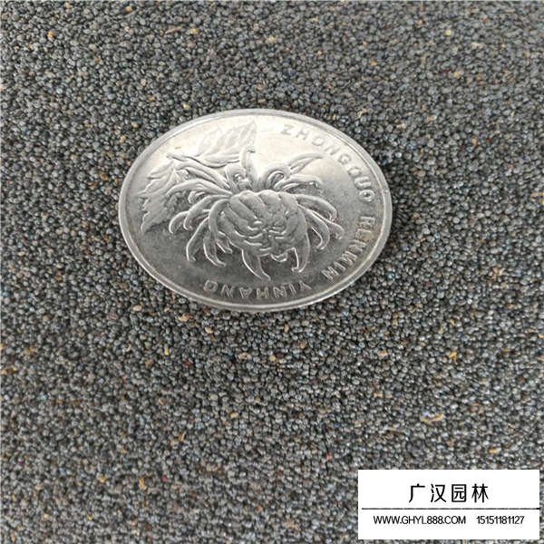 太陽(yáng)花種子多少錢一斤(圖2)