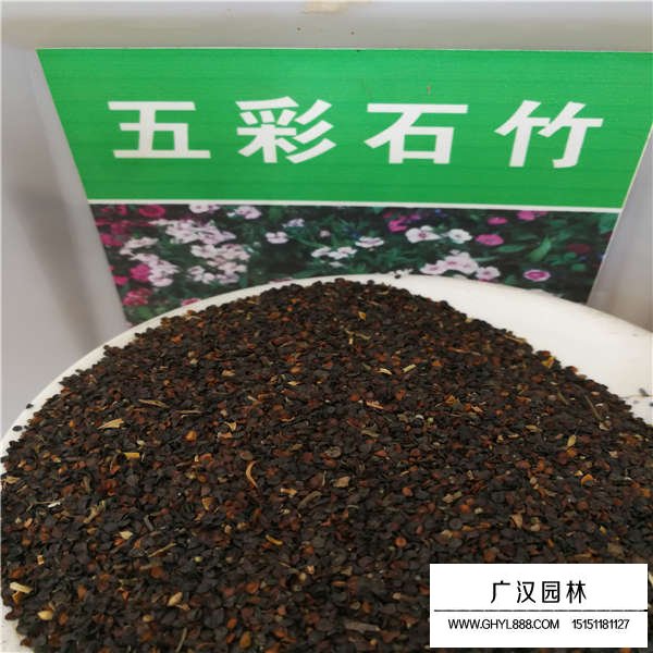 五彩石竹種子多少錢(圖1)