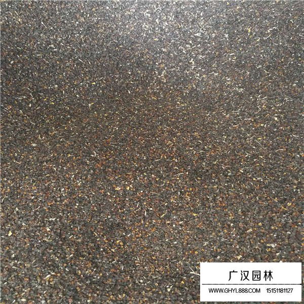 五彩石竹種子多少錢(圖2)