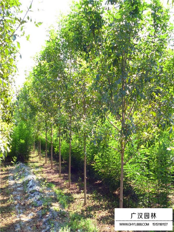 白蠟樹的主要作用(圖4)