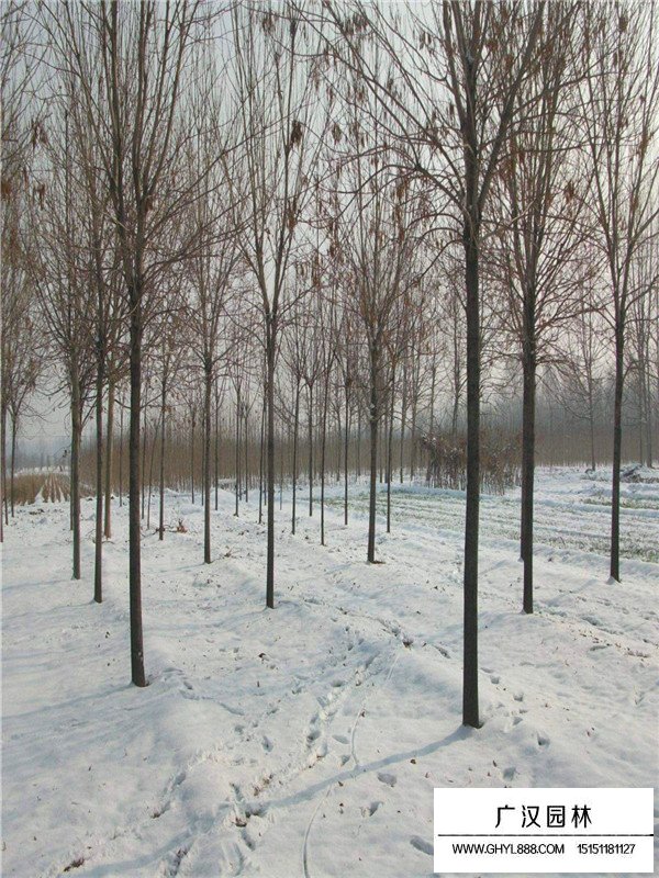 白蠟樹(shù)的作用價(jià)值(圖1)