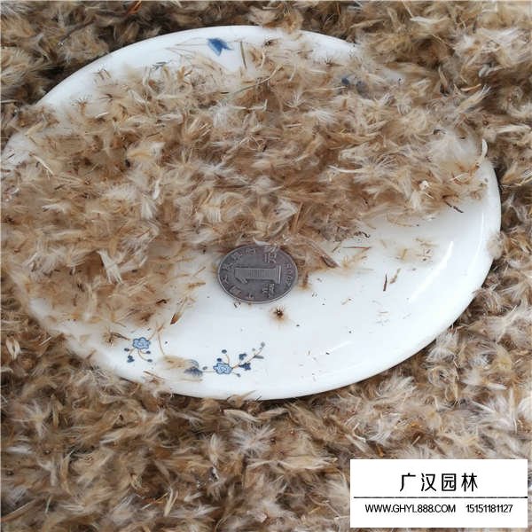 勛章菊種子怎么賣的(圖2)