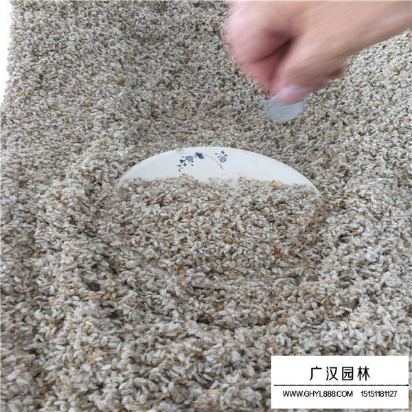 永生菊種子多少錢一斤(圖2)