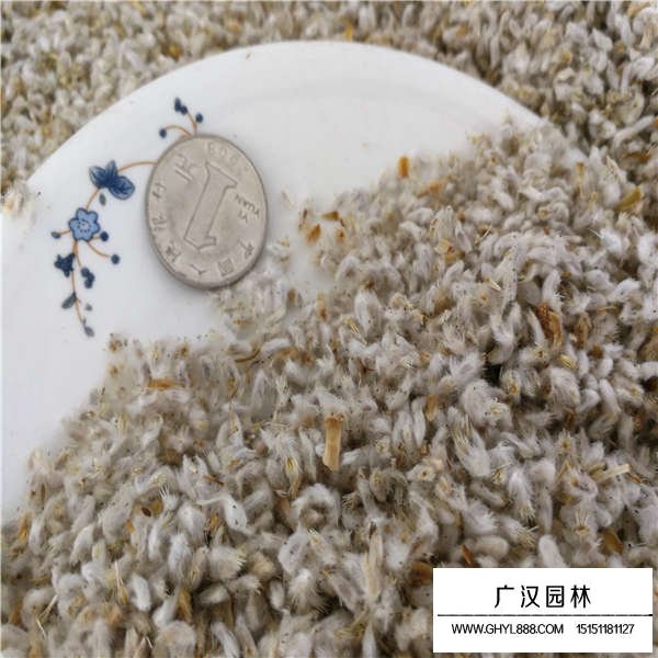 永生菊種子多少錢一斤(圖3)