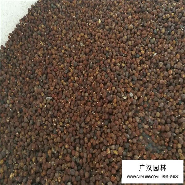 鳶尾種子多少錢一斤(圖3)