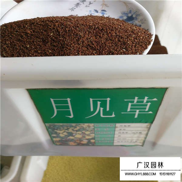 月見草種子多少錢一斤(圖1)