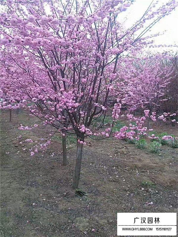 榆葉梅栽培技術(shù)(圖2)