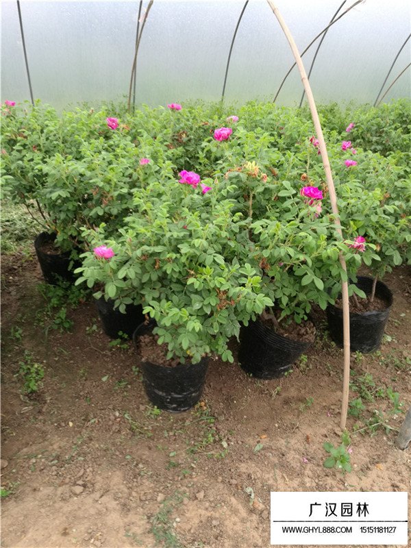 月季花種植(圖2)