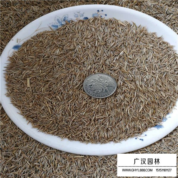 紫羊茅種子多少錢一斤(圖2)