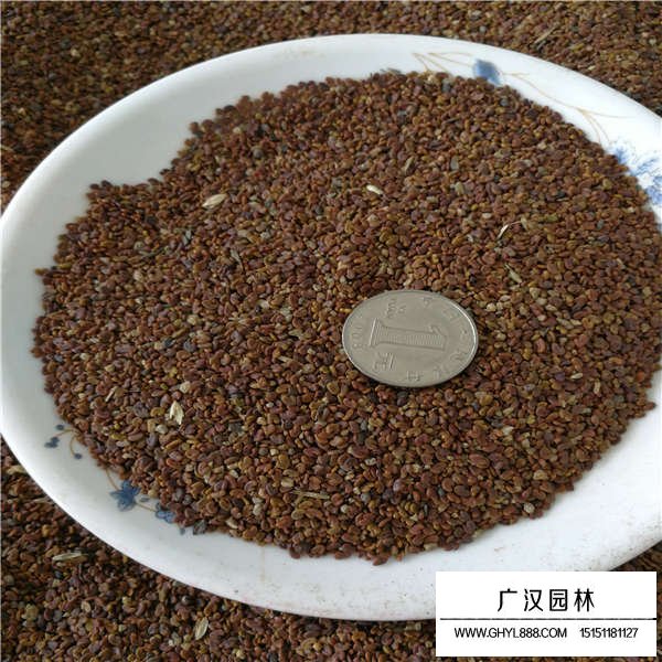 紫云英種子產(chǎn)地在哪里(圖2)