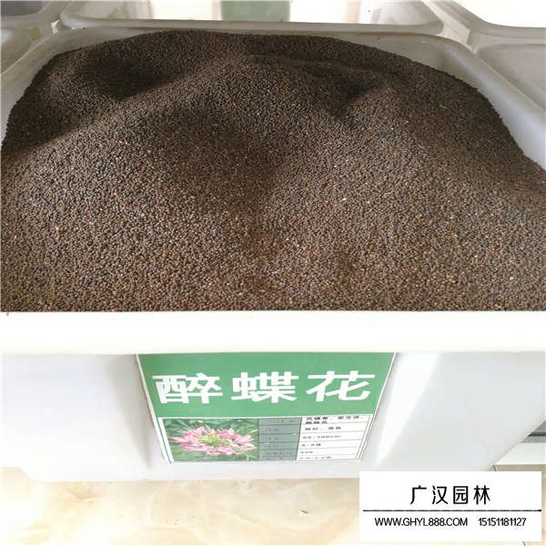 醉蝶花種子多少錢一斤(圖1)