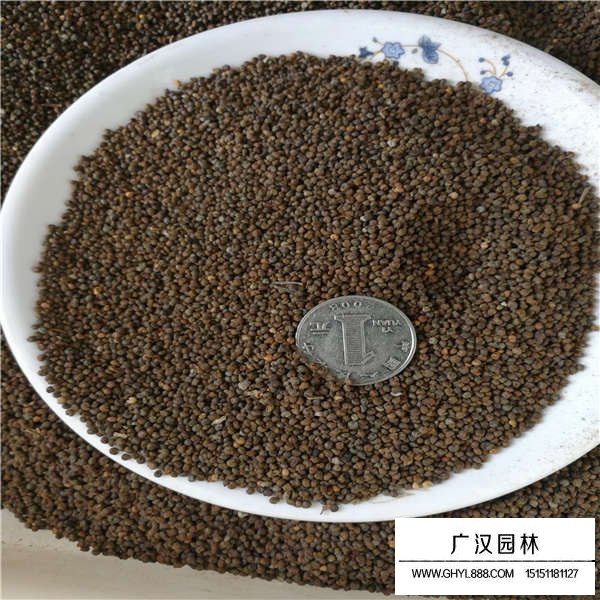 醉蝶花種子多少錢一斤(圖2)