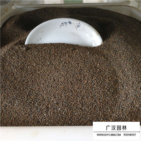 醉蝶花種子多少錢一斤(圖3)