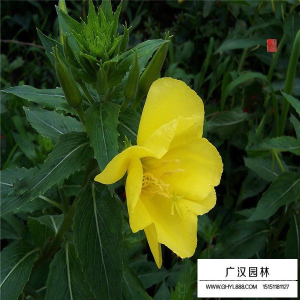 月見草產(chǎn)地在哪里(圖3)